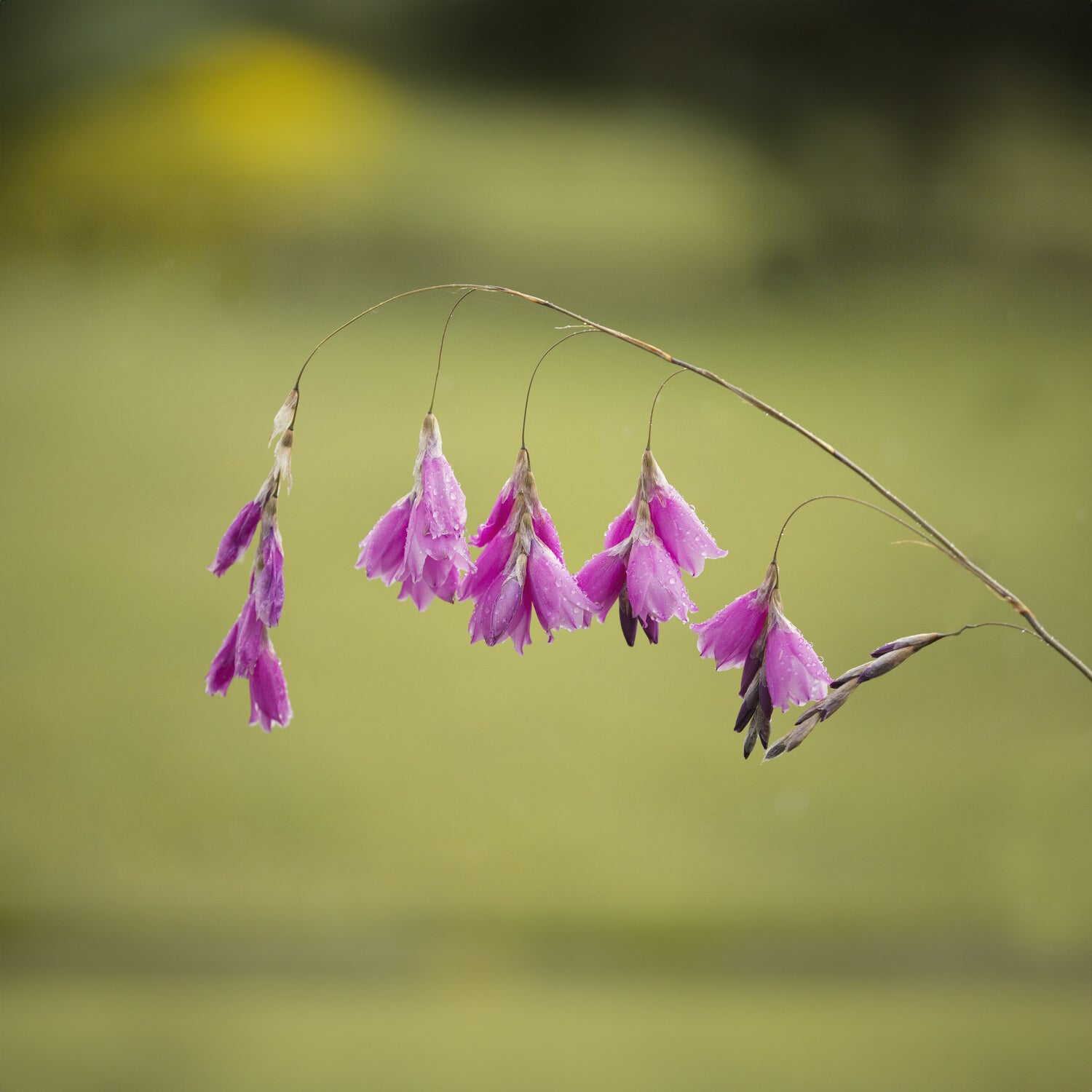 Klokkengraslelie - Dierama pulcherrimum - Willemse