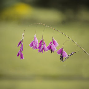 Klokkengraslelie - Dierama pulcherrimum - Willemse