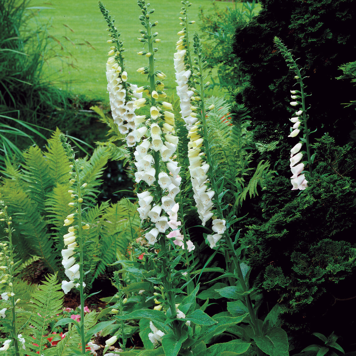 Wit vingerhoedskruid - Digitalis purpurea alba - Willemse