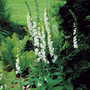 Wit vingerhoedskruid - Digitalis purpurea alba - Willemse