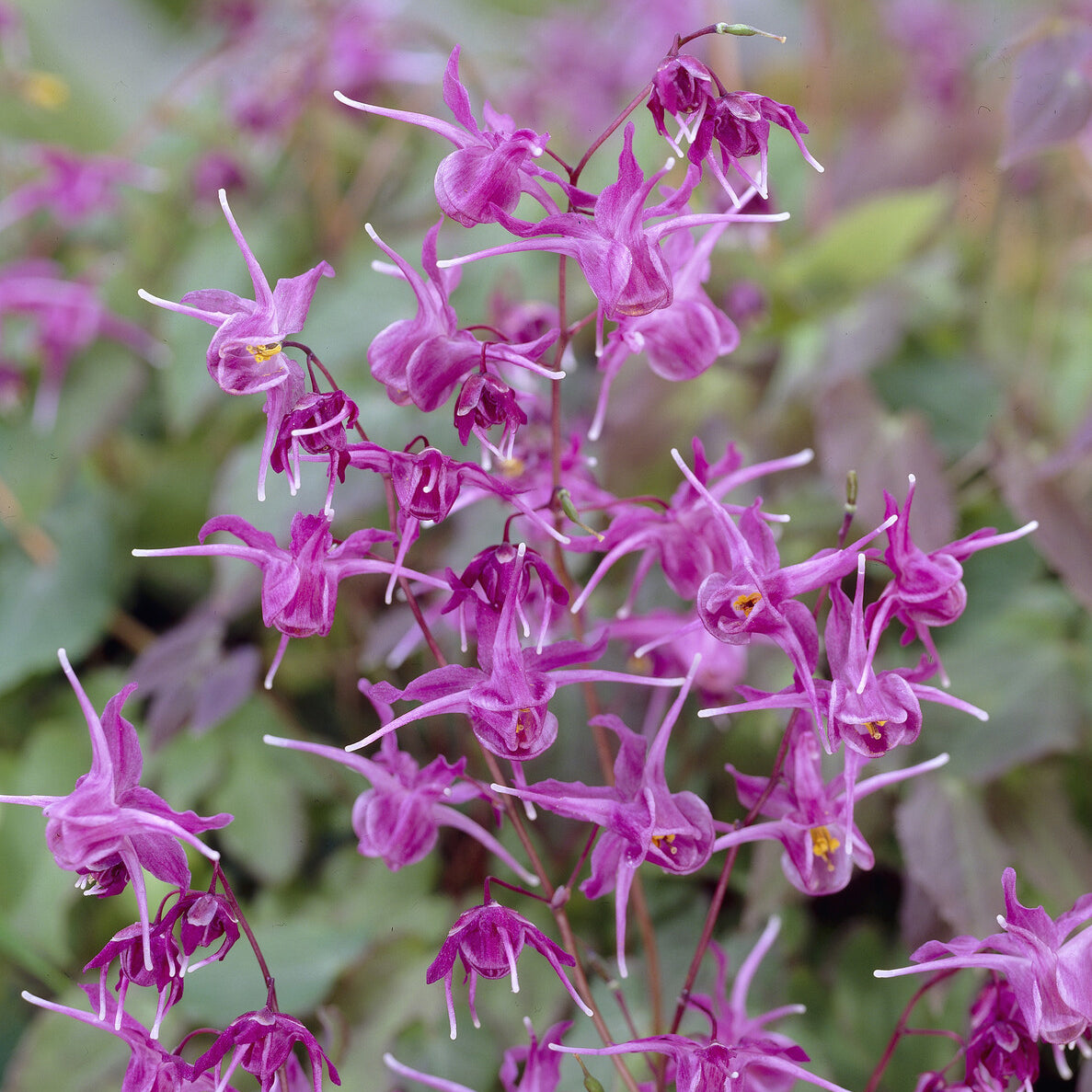 Epimedium - Elfenbloem - Epimedium grandiflorum Lilafee