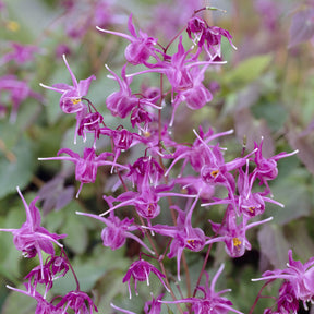 Epimedium - Elfenbloem - Epimedium grandiflorum Lilafee