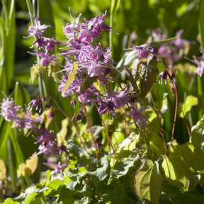 Epimedium grandiflorum Lilafee - Elfenbloem - Epimedium