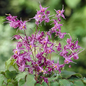Elfenbloem - Epimedium grandiflorum Lilafee - Willemse