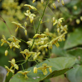 Epimedium pinnatum subsp. colchicum - Haarbladige elfenbloem - Epimedium