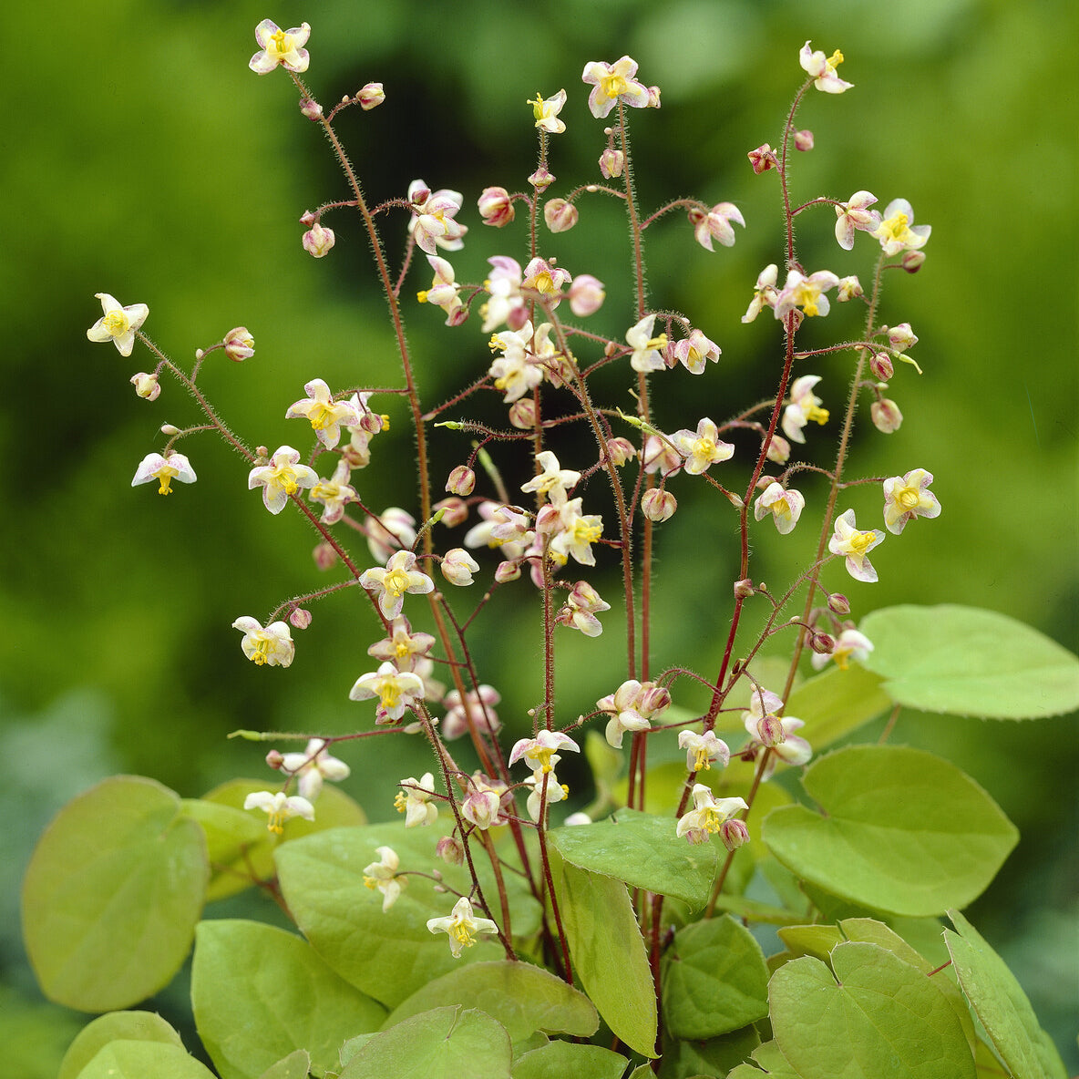 Elfenbloem pubigerum - Epimedium pubigerum - Willemse