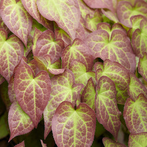 Elfenbloem red - Epimedium rubrum - Willemse