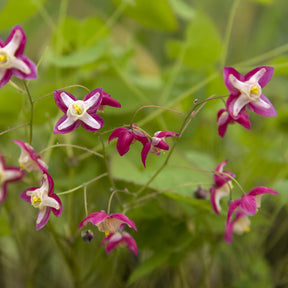 Epimedium - Elfenbloem red - Epimedium rubrum