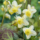 Epimedium - Elfenbloem Sulphureum - Epimedium versicolor Sulphureum