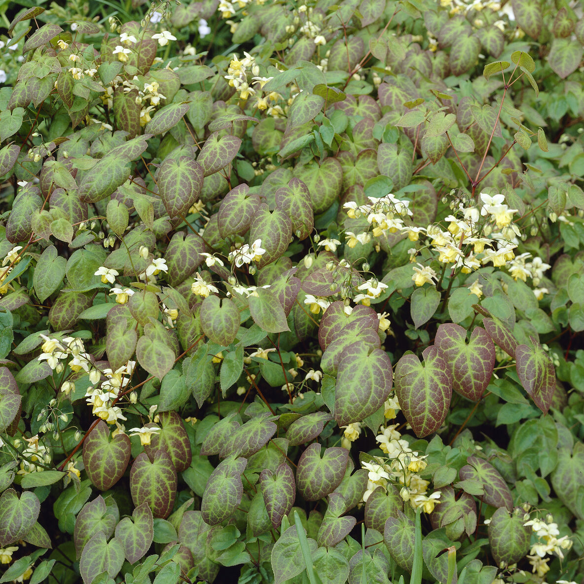 Elfenbloem Sulphureum