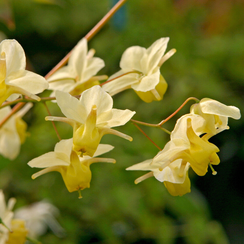Epimedium versicolor Sulphureum - Elfenbloem Sulphureum - Epimedium