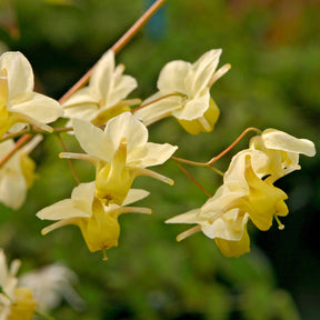 Epimedium versicolor Sulphureum - Elfenbloem Sulphureum - Epimedium