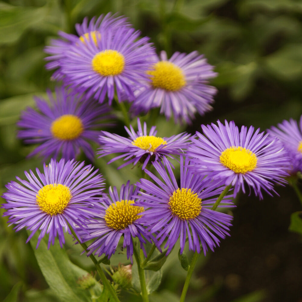 Erigeron Dunkelste Aller - Fijnstraal Dunkelste Aller - Erigeron