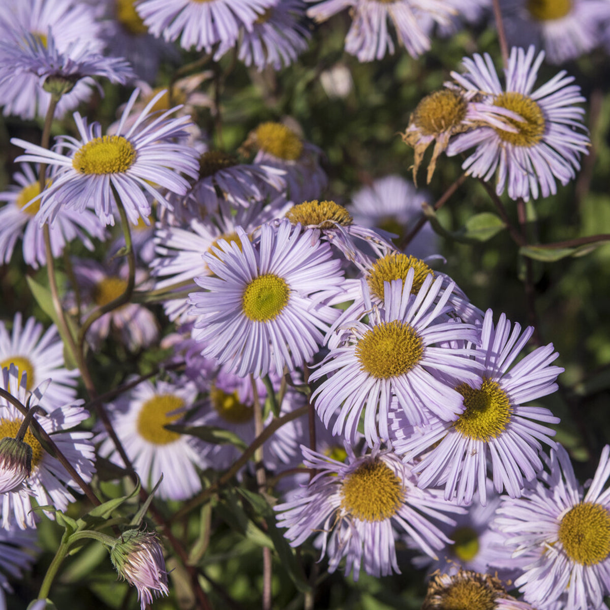 Fijnstraal / Erigeron 'Quakeress' - Willemse