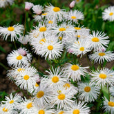 Erigeron - Fijnstraal Sommerneuschnee - Erigeron Sommerneuschnee