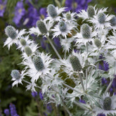 Eryngium giganteum - Kruisdistel - Kruisdistel