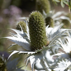Kruisdistel - Kruisdistel - Eryngium giganteum