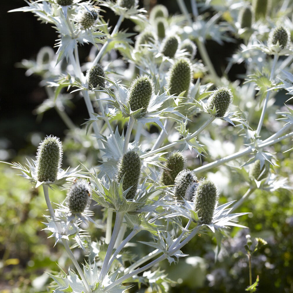Kruisdistel - Eryngium giganteum - Willemse