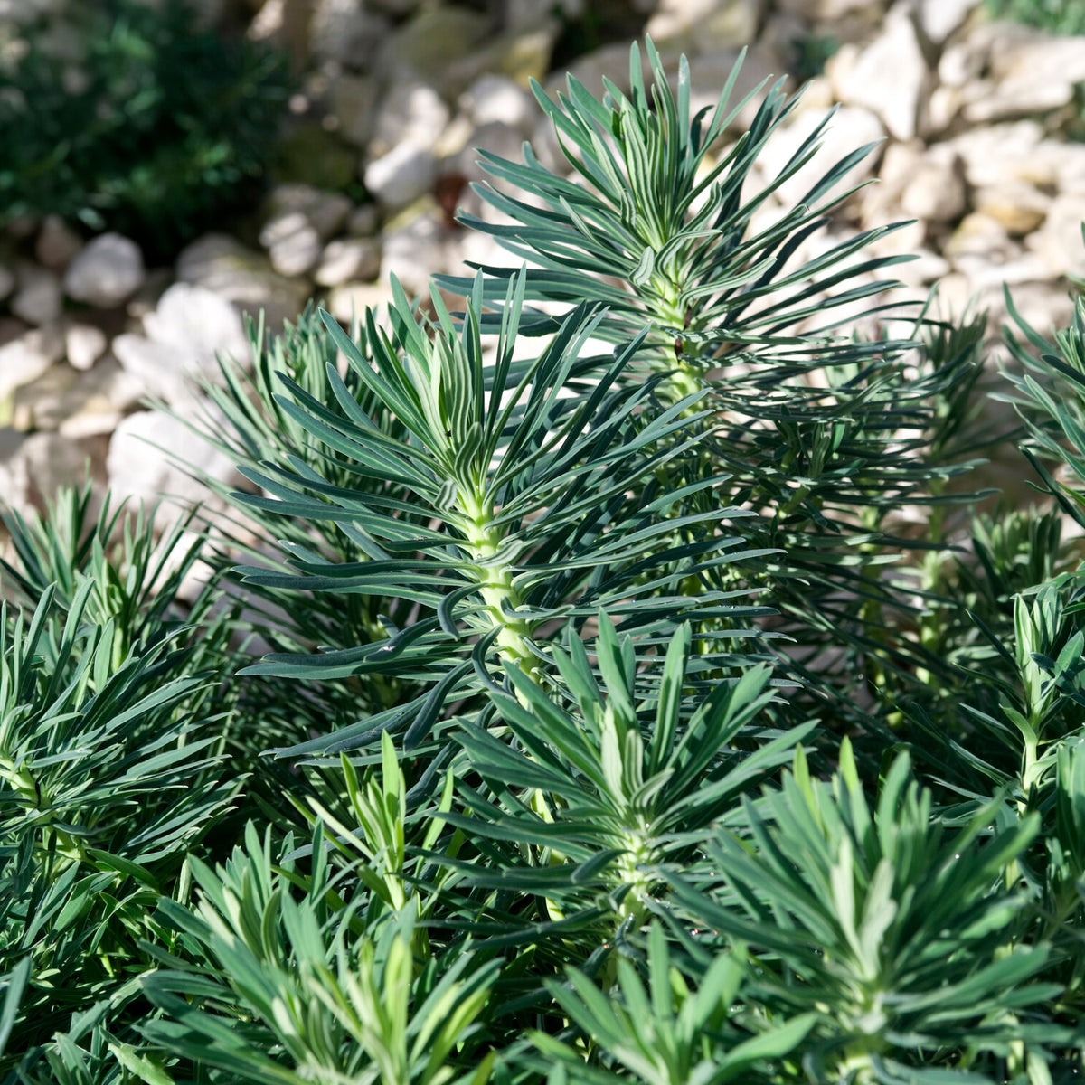 Wolfsmelk Blue Wonder - Euphorbia characias blue wonder - Willemse