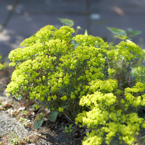 Wolfsmelk - Wolfsmelk Clarice Howard - Euphorbia cyparissias clarice howard