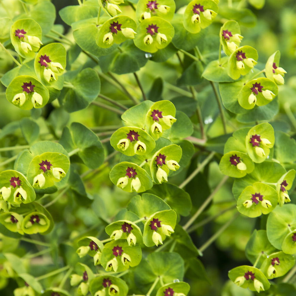 Wolfsmelk Martin - Euphorbia martinii - Willemse