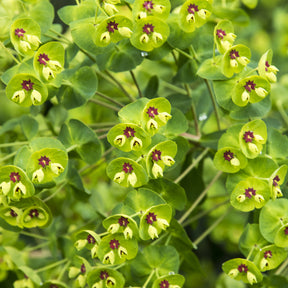 Wolfsmelk Martin - Euphorbia martinii - Willemse