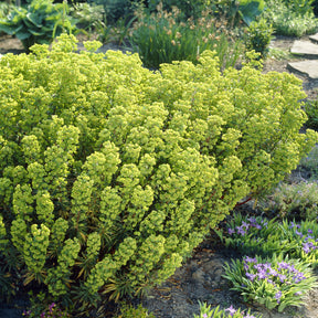 Wolfsmelk Martin - Willemse