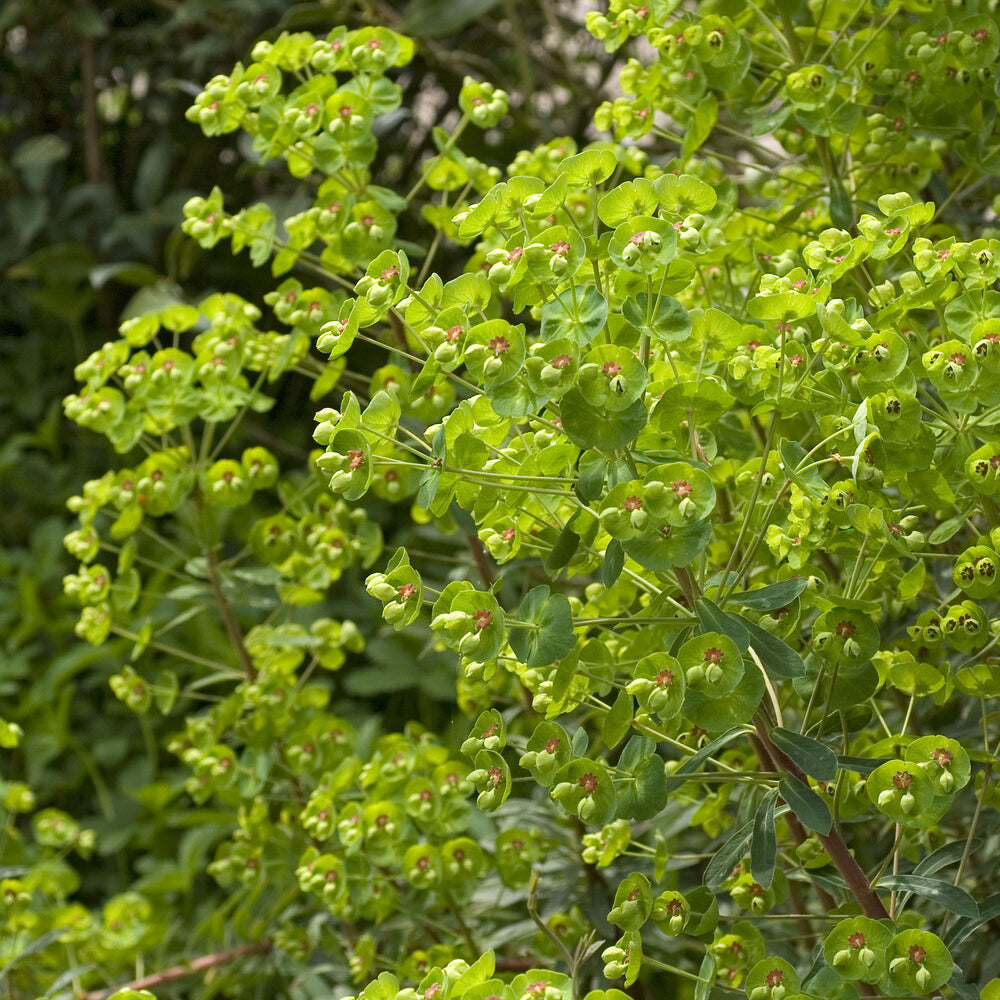 Euphorbia martinii - Wolfsmelk Martin - Wolfsmelk