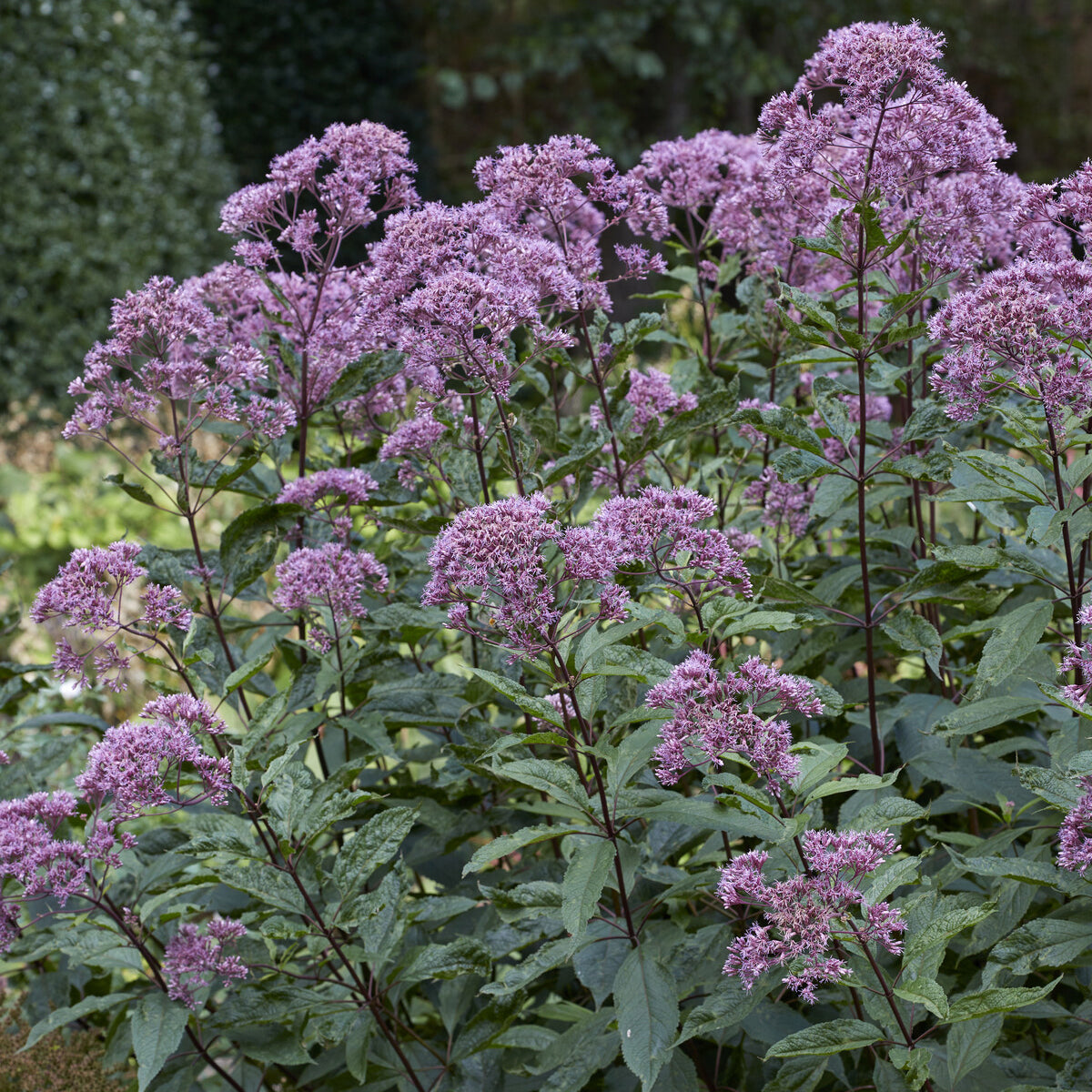 Leverkruid Phantom - Willemse