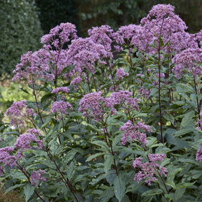 Leverkruid Phantom - Willemse