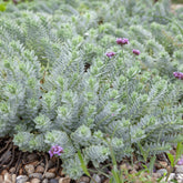 Wolfsmelk - Wolfsmelks Corse - Euphorbia myrsinites