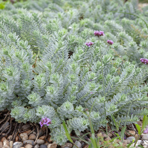 Wolfsmelk - Wolfsmelks Corse - Euphorbia myrsinites