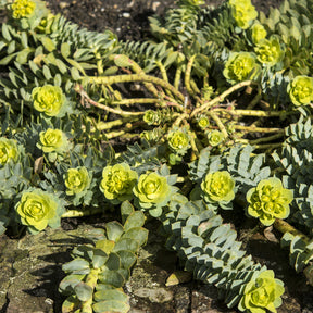 Wolfsmelks Corse - Willemse