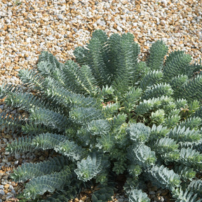 Euphorbia myrsinites - Wolfsmelks Corse - Wolfsmelk