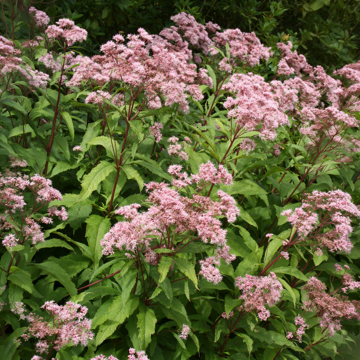 Purper leverkruid - Willemse