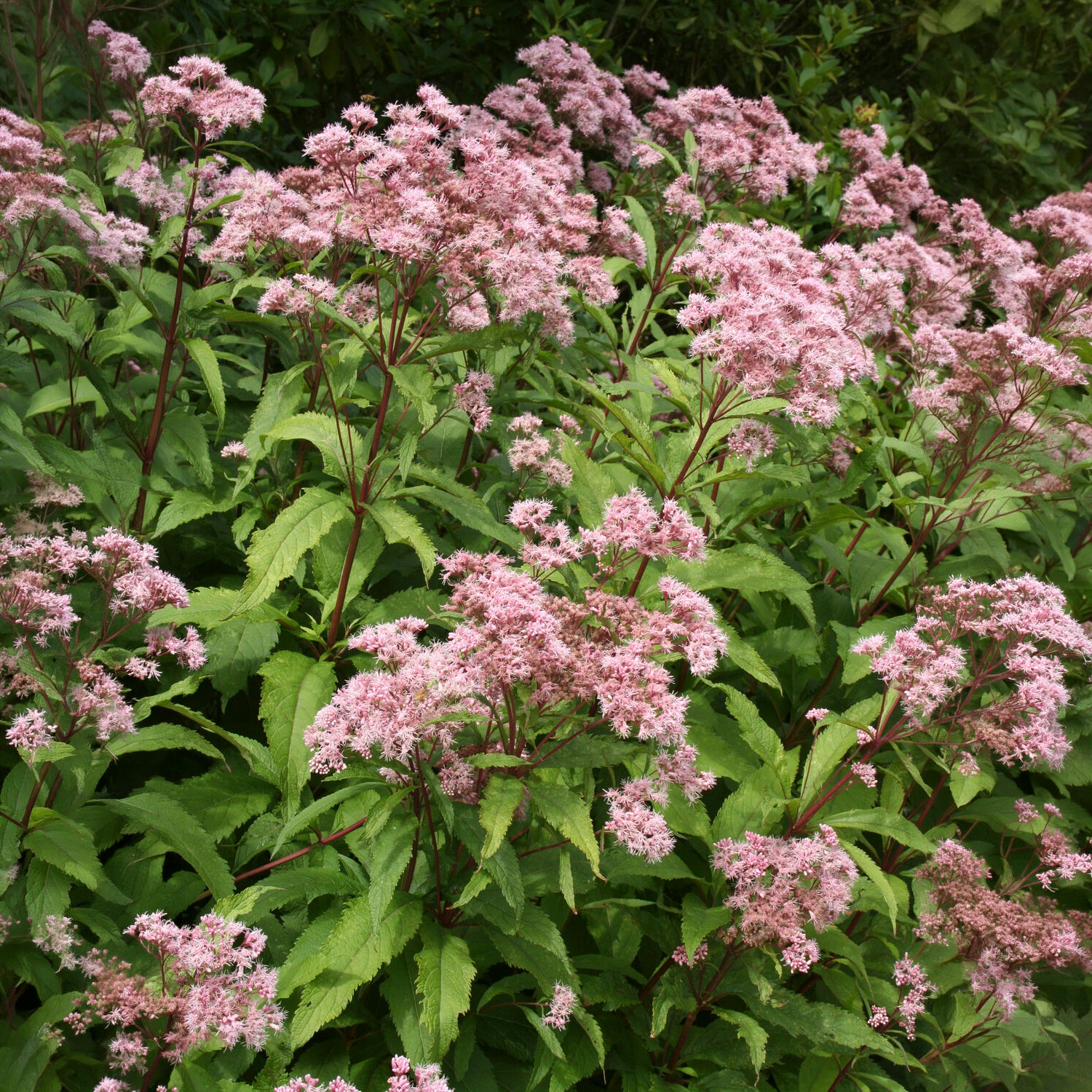 Purper leverkruid - Willemse