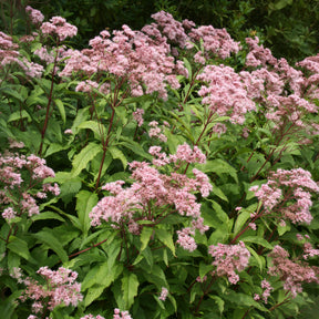 Purper leverkruid - Willemse