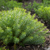 Wolfsmelk - Wolfsmelk Sibérie - Euphorbia seguieriana subsp. niciciana