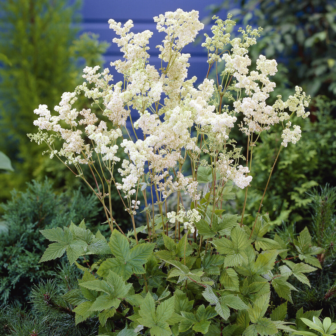 Filipendula ulmaria Plena - Knolspirea Plena - Vaste planten