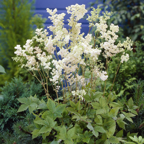 Filipendula ulmaria Plena - Knolspirea Plena - Vaste planten