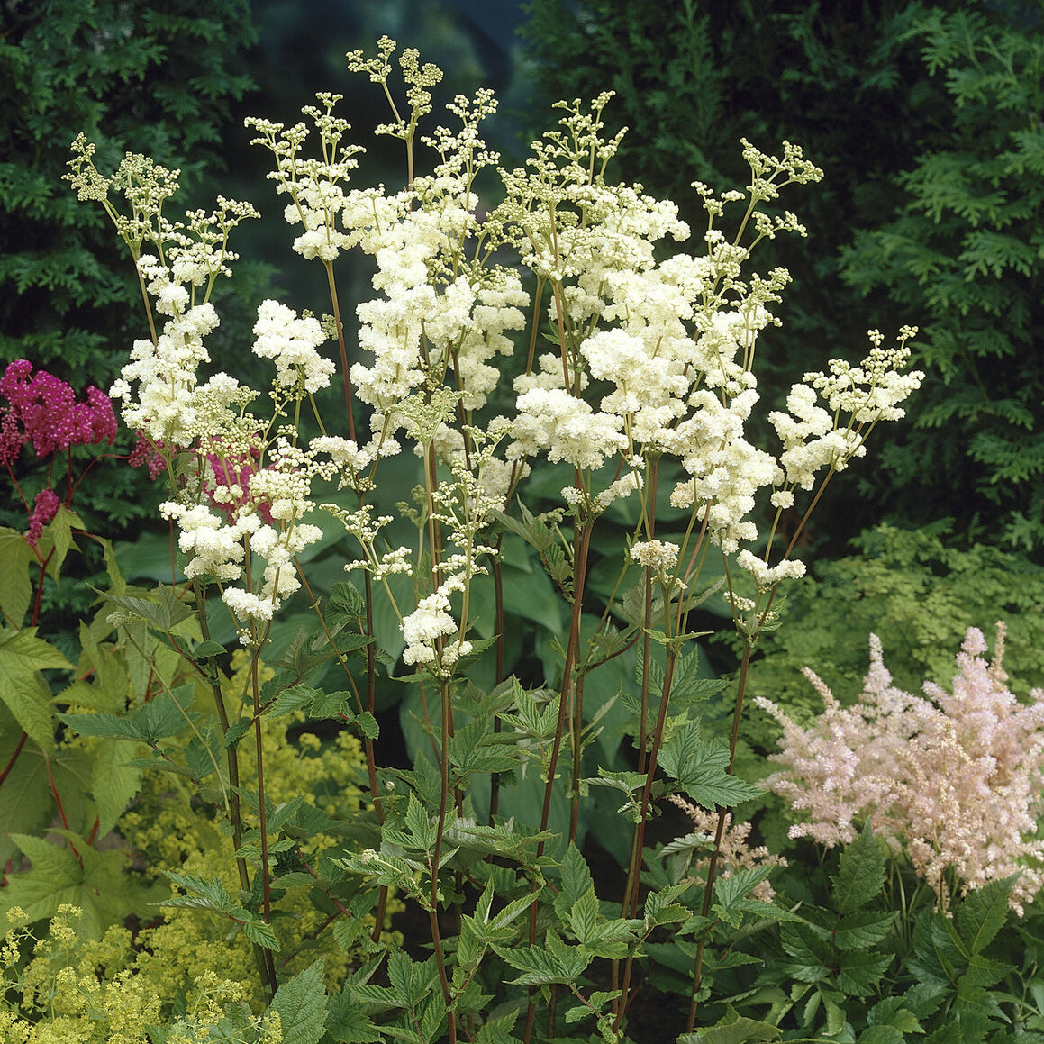 Knolspirea Plena - Filipendula ulmaria Plena - Willemse