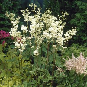 Knolspirea Plena - Filipendula ulmaria Plena - Willemse
