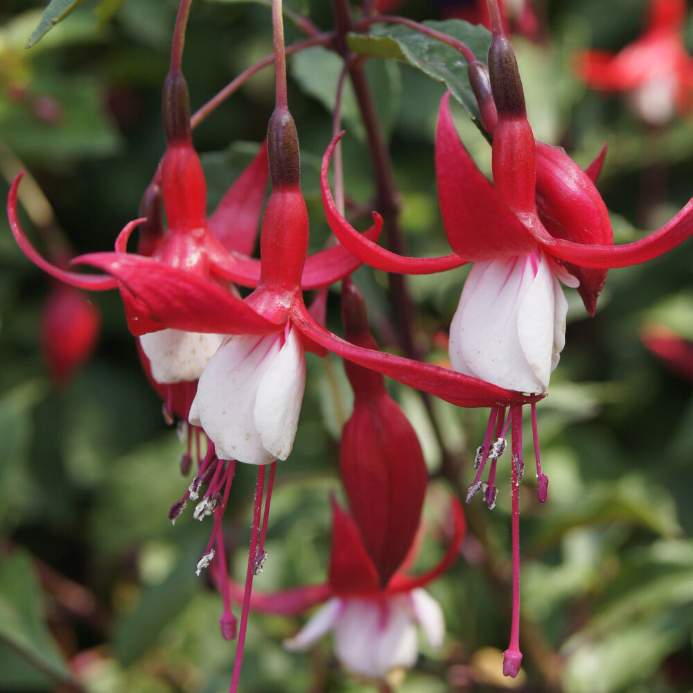 Fuchsia - Bellenplant 'Madame Cornelissen' - Fuchsia Madame Cornelissen