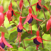 Fuchsia - Bellenplant Mrs Popple - Fuchsia Mrs Popple