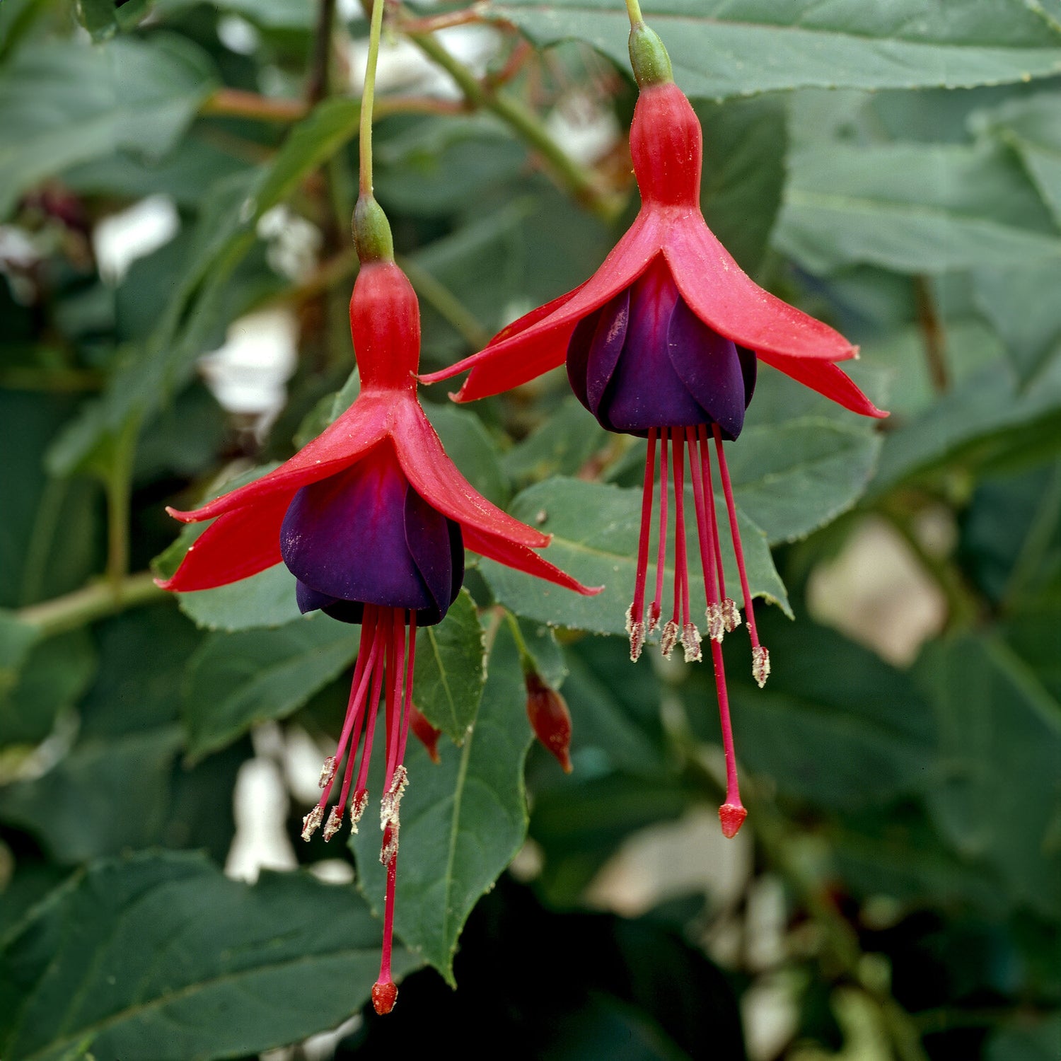 Bellenplant Mrs Popple - Willemse