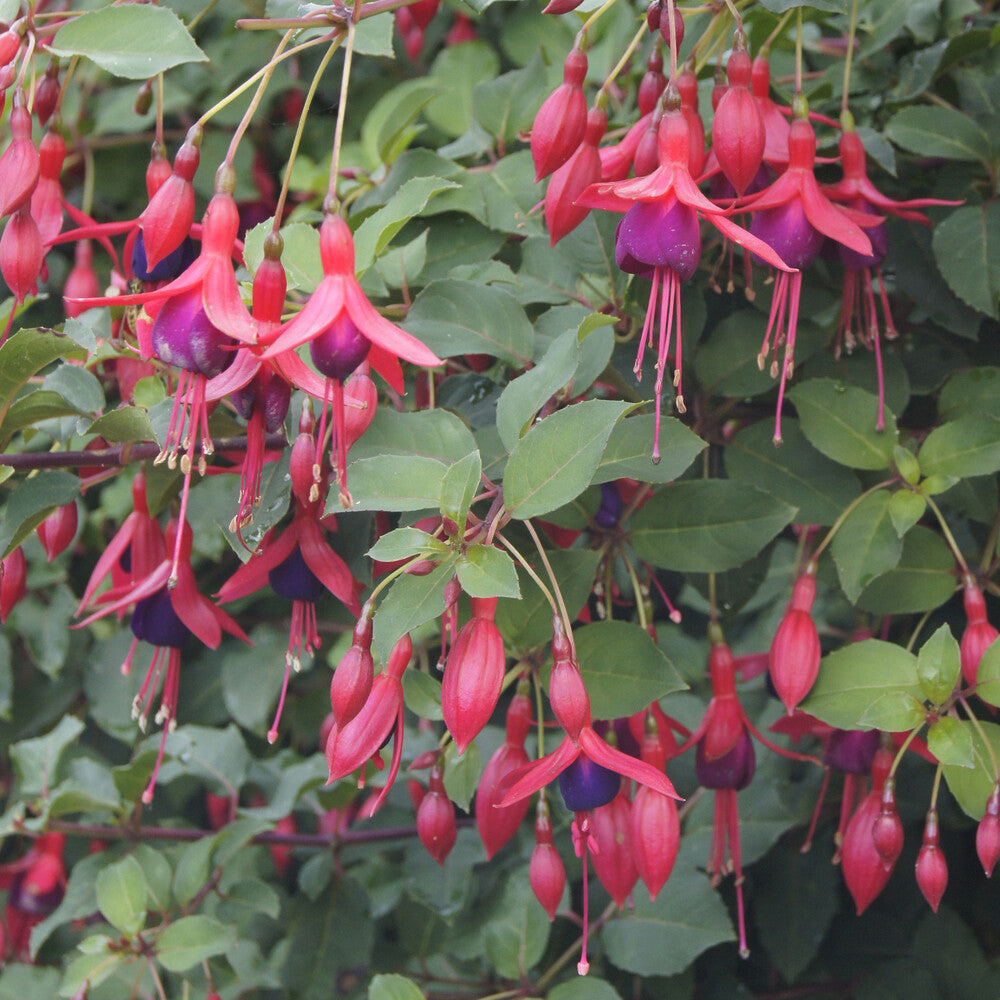 Bellenplant Mrs Popple - Fuchsia Mrs Popple - Willemse