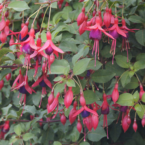 Bellenplant Mrs Popple - Fuchsia Mrs Popple - Willemse