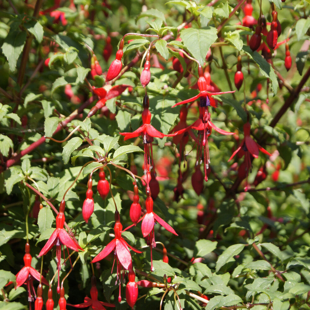 Bellenplant 'Riccartonii' - Fuchsia magellanica Riccartonii - Willemse