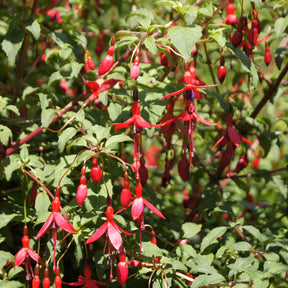 Bellenplant 'Riccartonii' - Fuchsia magellanica Riccartonii - Willemse