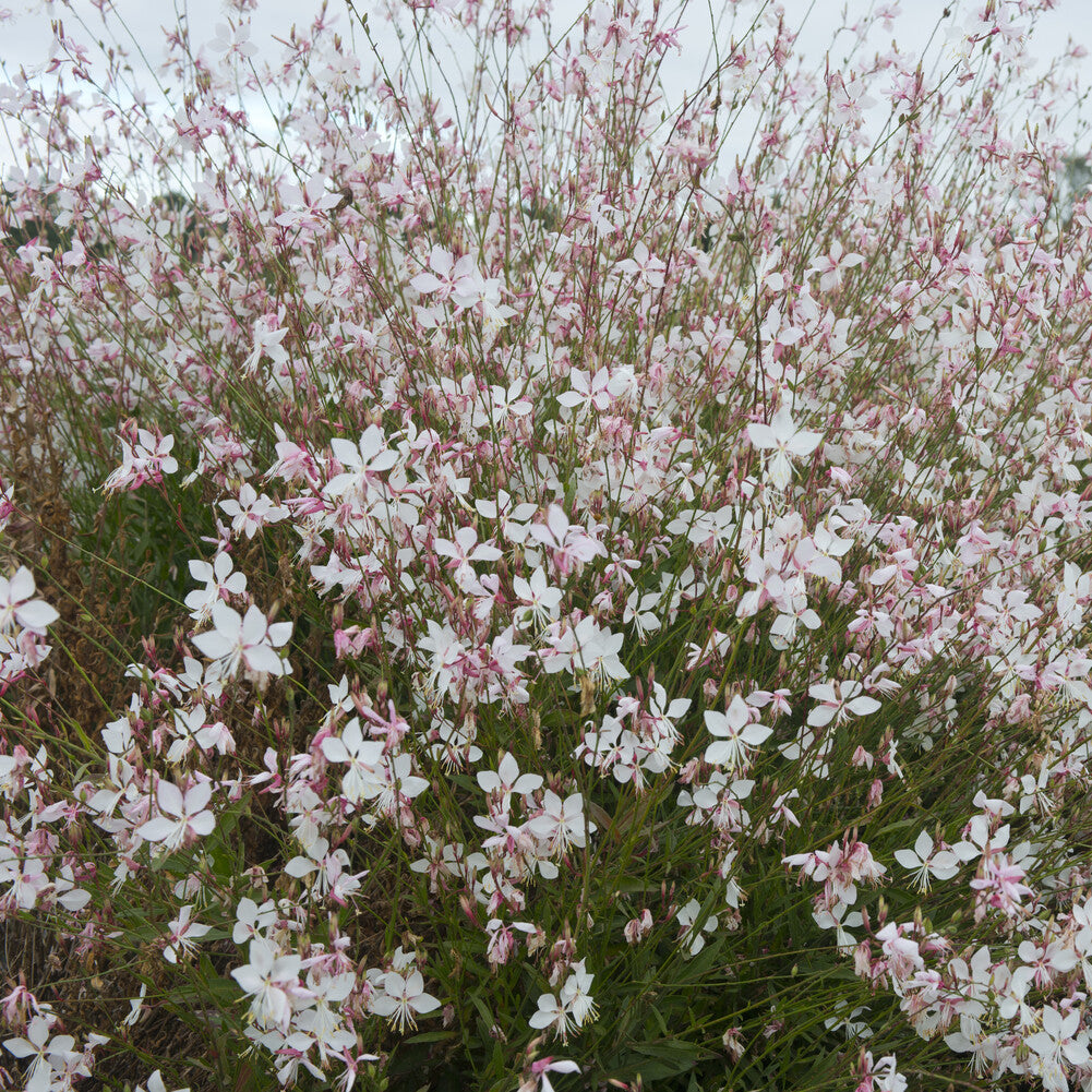 Gaura lindheimeri Short Form - Prachtkaars Short Form - Gaura